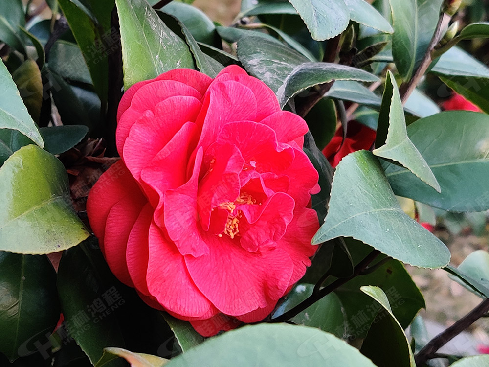 桂林鴻程花團(tuán)錦簇，滿園春色，邀您一起共賞春景，共商大計(jì)！